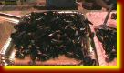 Laureana_sagra_del_pesce_5_0015.jpg